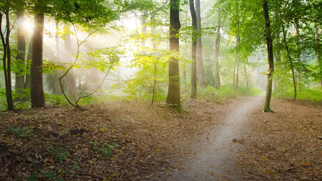  Exciting Forest Journeys In Voluptates Repudiandae